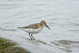 Dunlin