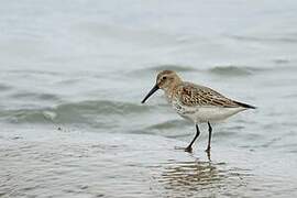 Dunlin