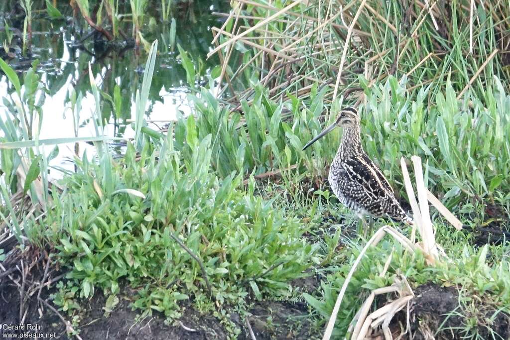 African Snipe, habitat