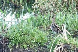 African Snipe