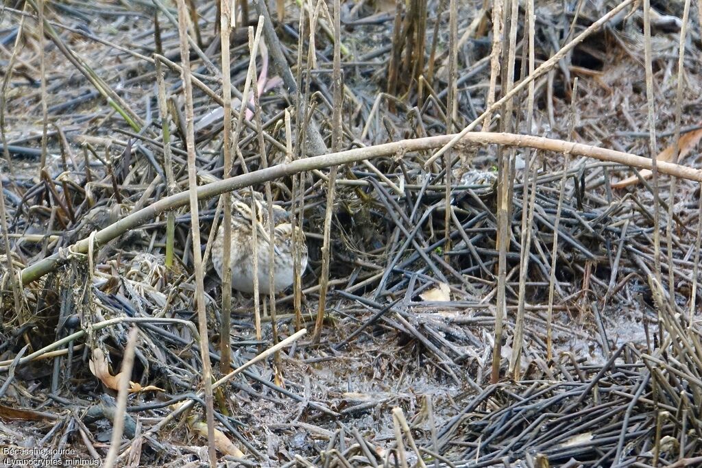 Jack Snipe