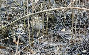 Jack Snipe