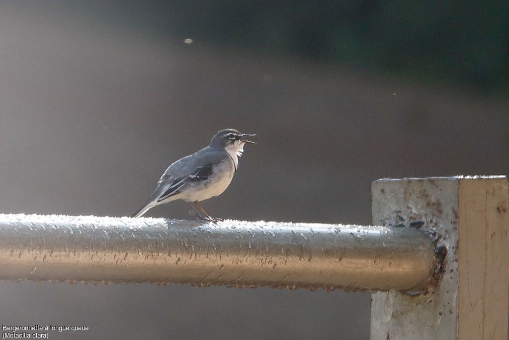 Mountain Wagtail