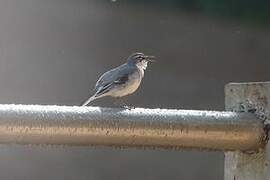 Mountain Wagtail