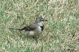 Cape Wagtail