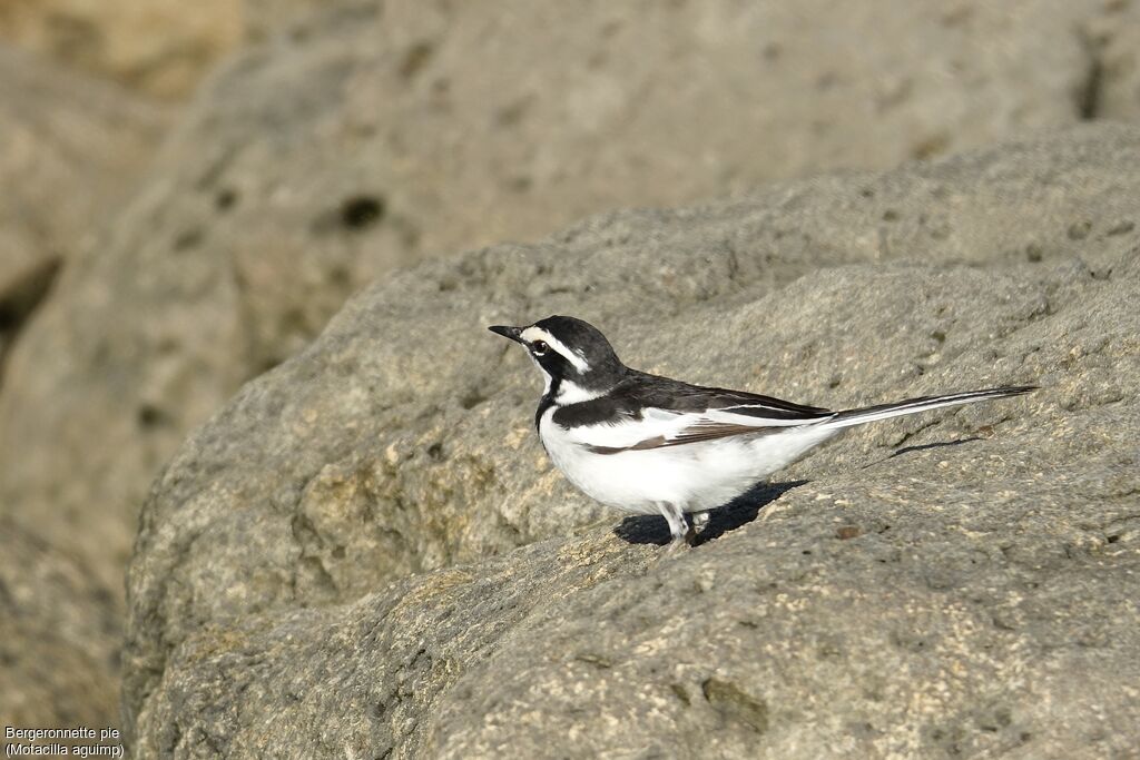 African Pied Wagtail