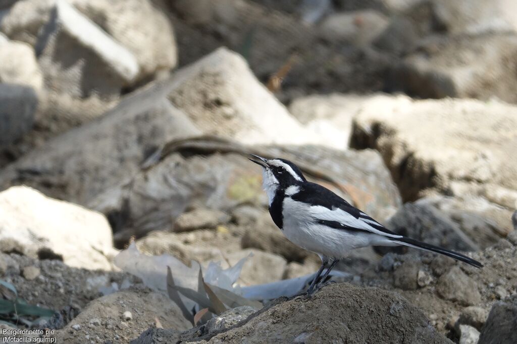 African Pied Wagtail