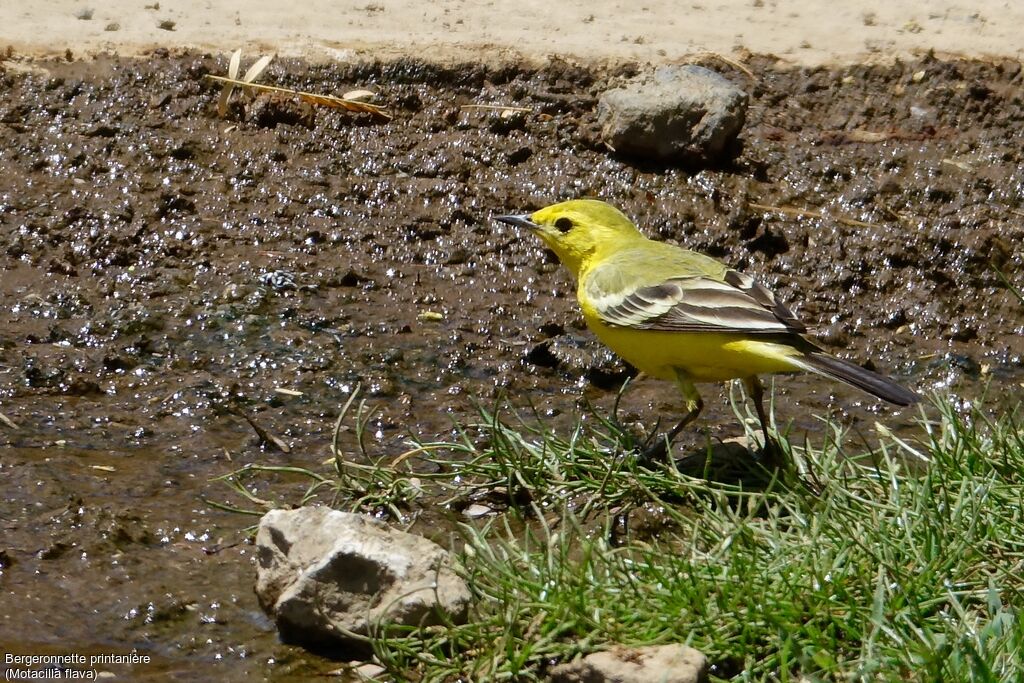 Western Yellow Wagtail