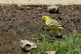 Western Yellow Wagtail