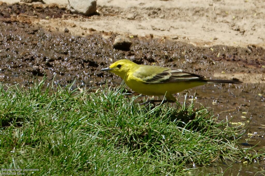 Western Yellow Wagtail