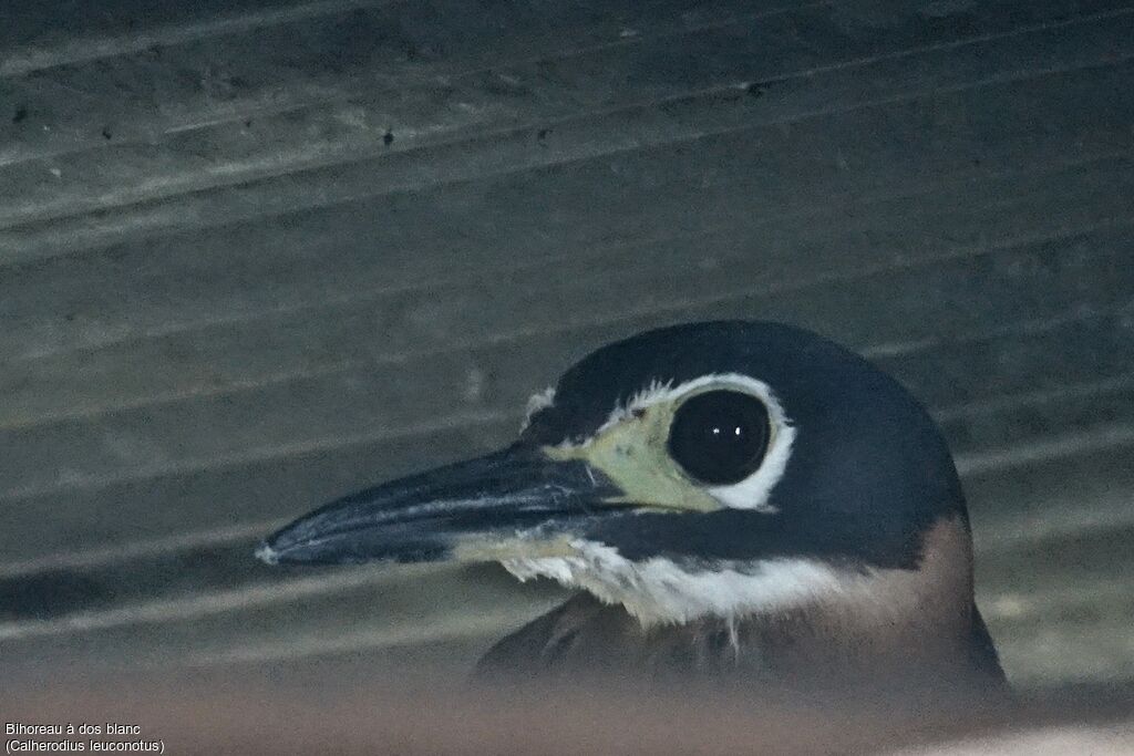 White-backed Night Heronadult