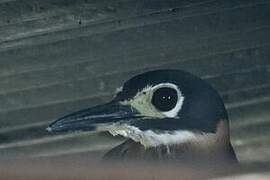 White-backed Night Heron