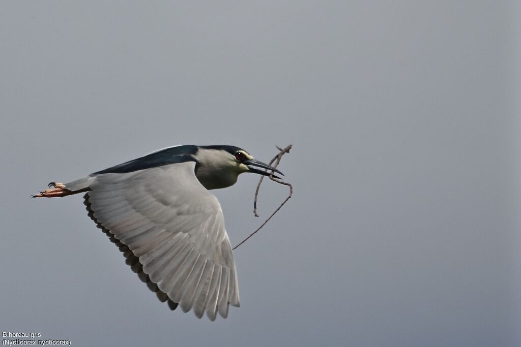 Black-crowned Night Heron