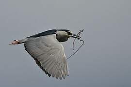 Black-crowned Night Heron