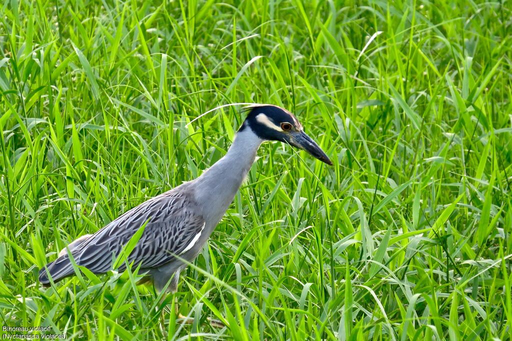 Yellow-crowned Night Heron