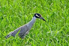 Yellow-crowned Night Heron