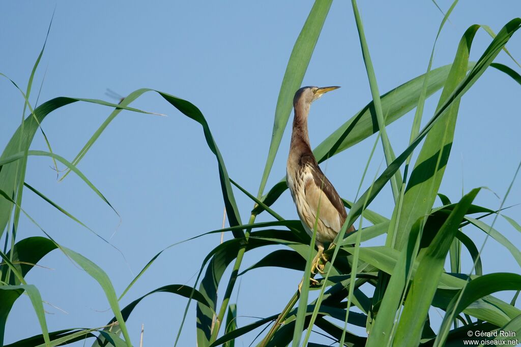 Little Bittern female adult