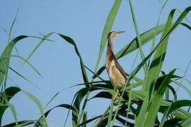 Little Bittern