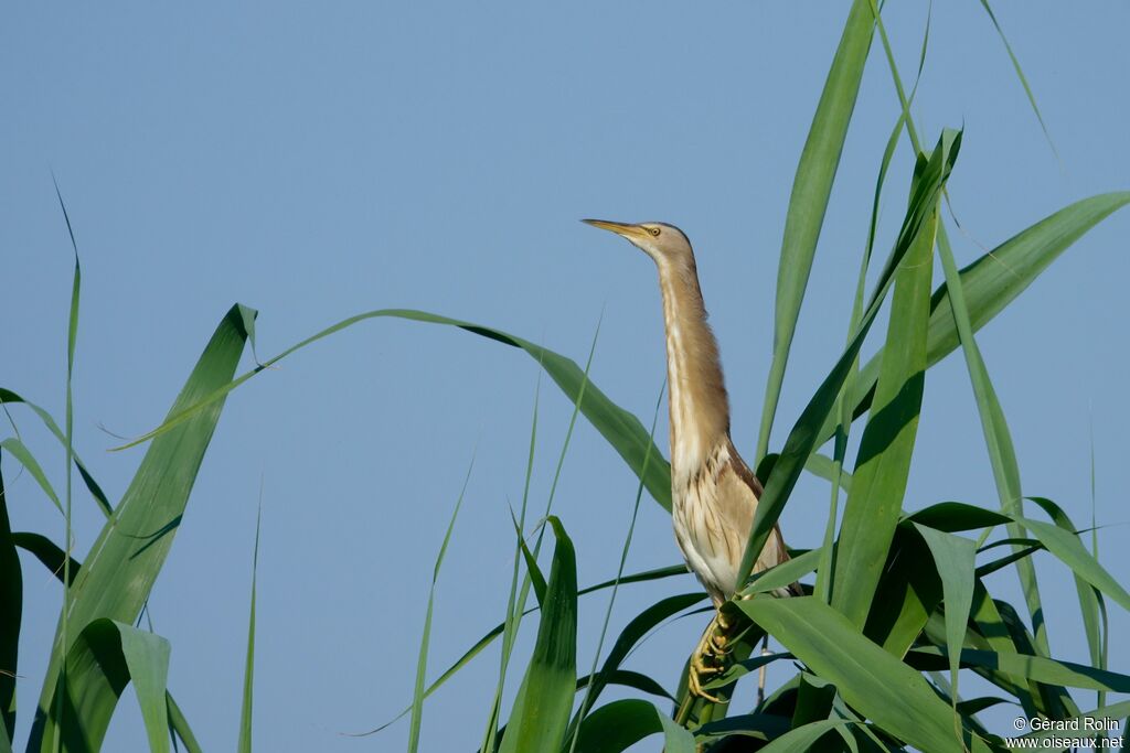 Little Bittern female adult