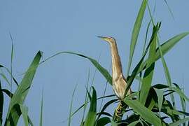 Little Bittern