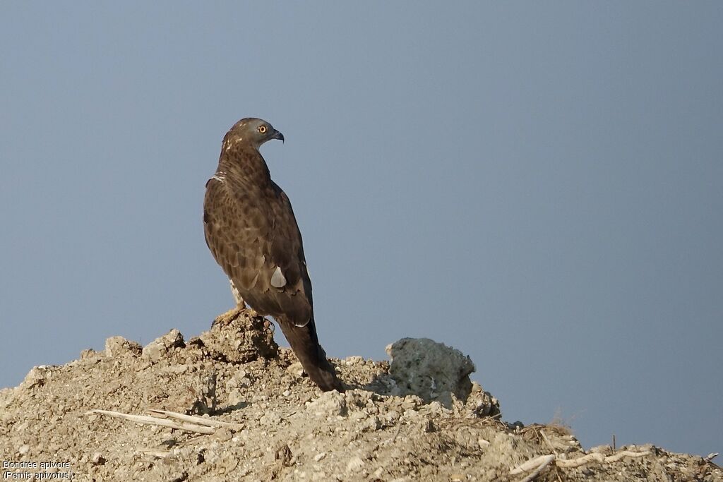 European Honey Buzzard