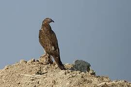 European Honey Buzzard