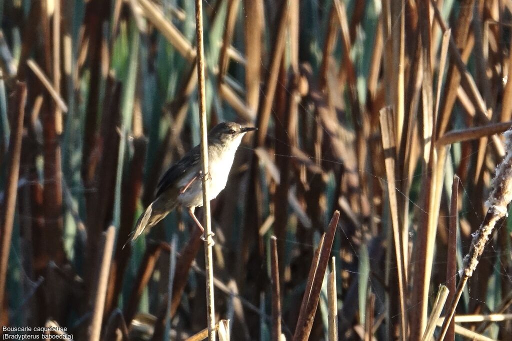 Little Rush Warbler