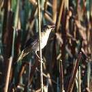 Bouscarle caqueteuse