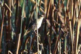 Little Rush Warbler