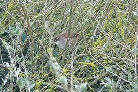 Cetti's Warbler