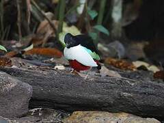 Ivory-breasted Pitta