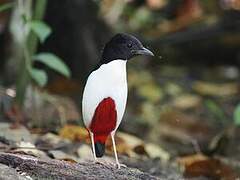 Ivory-breasted Pitta