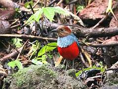 North Moluccan Pitta