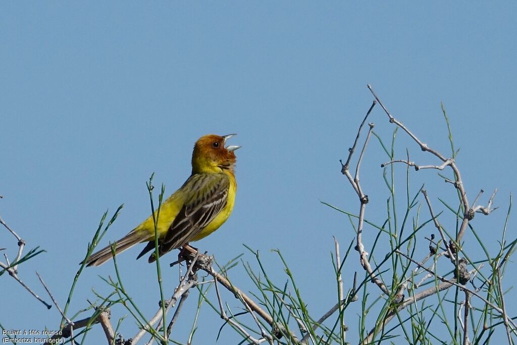 Bruant à tête rousse mâle