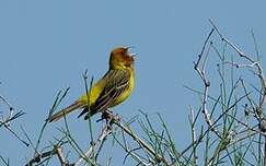 Bruant à tête rousse