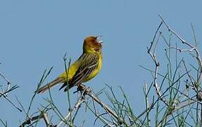 Red-headed Bunting