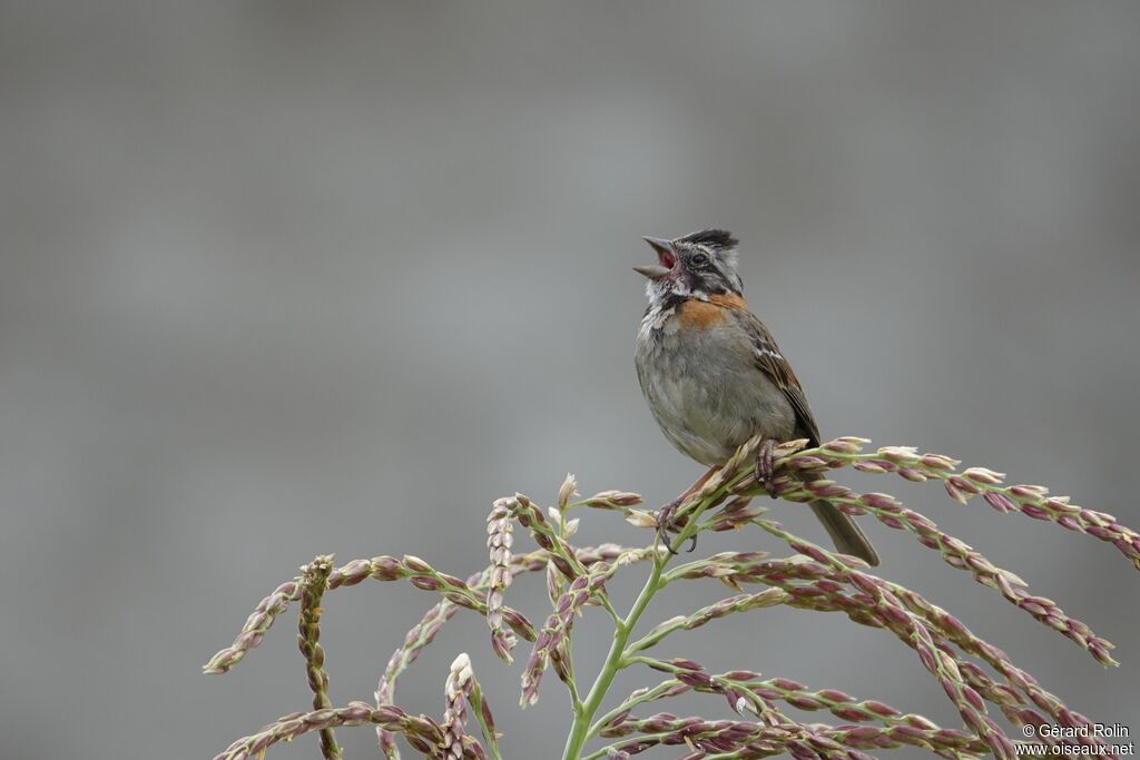 Rufous-collared Sparrow