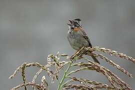 Rufous-collared Sparrow