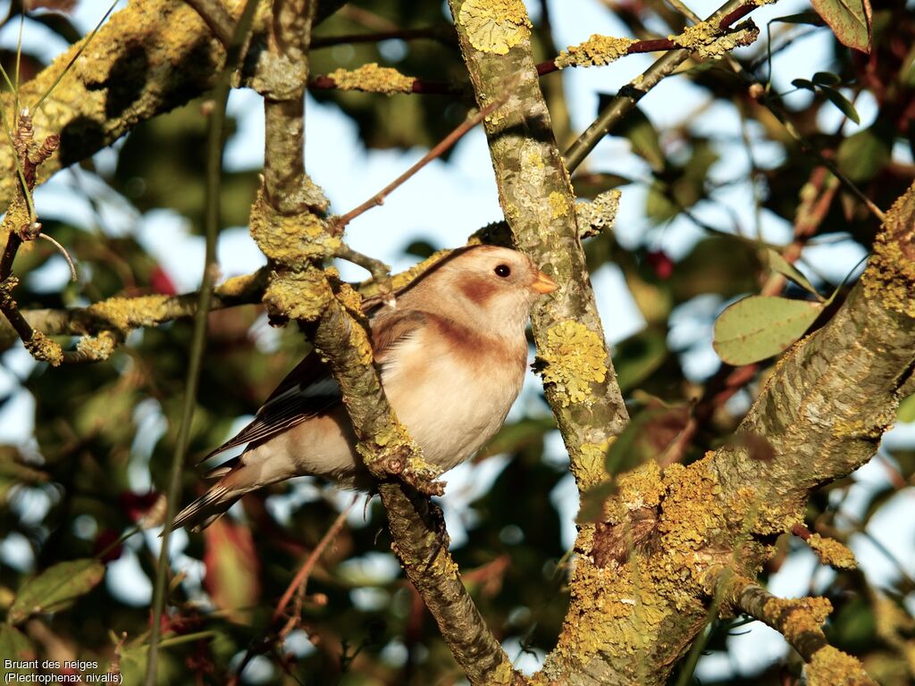 Snow Bunting