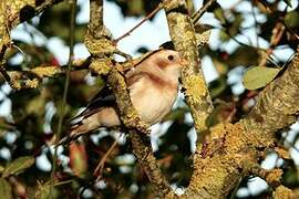 Snow Bunting