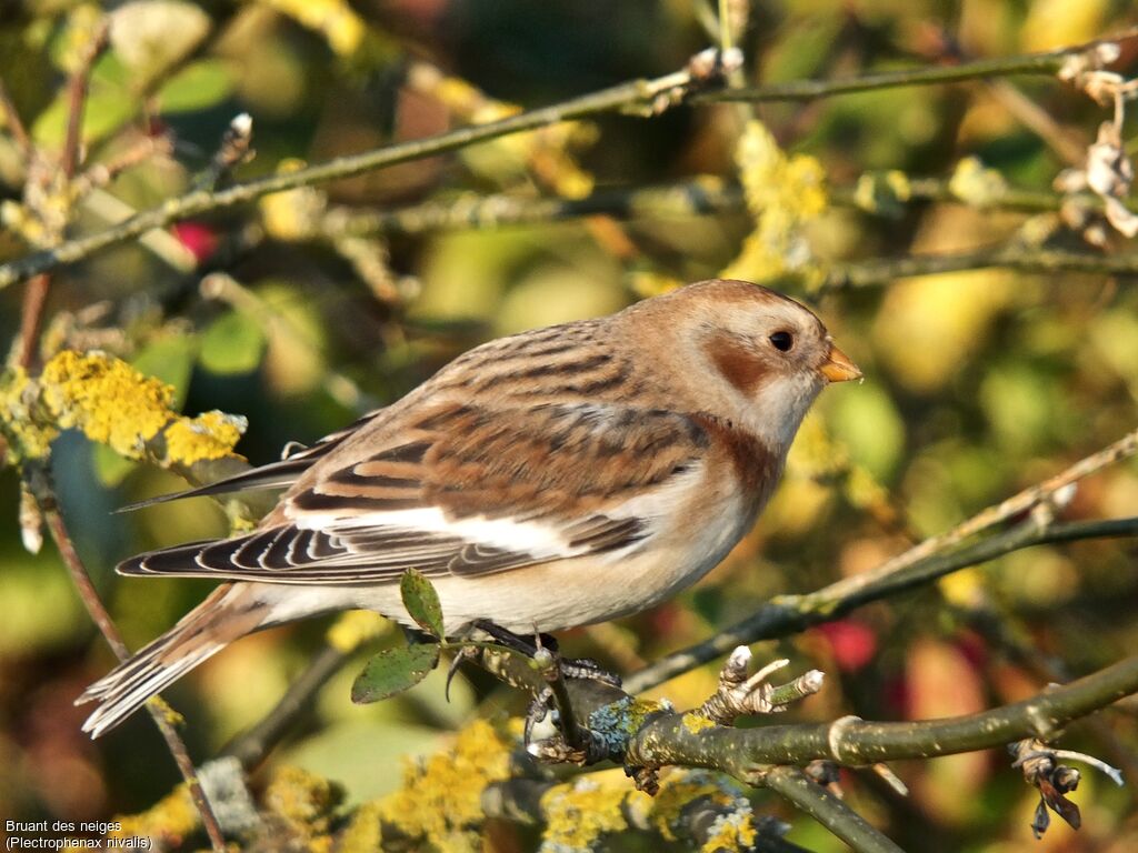 Snow Bunting