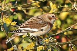 Snow Bunting