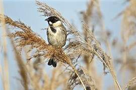 Common Reed Bunting