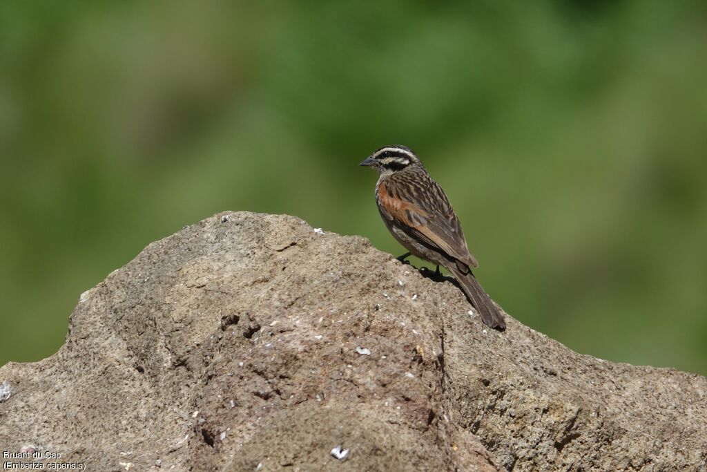 Bruant du Cap