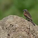Bruant du Cap