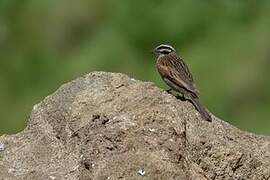 Cape Bunting