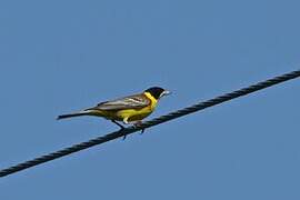 Black-headed Bunting