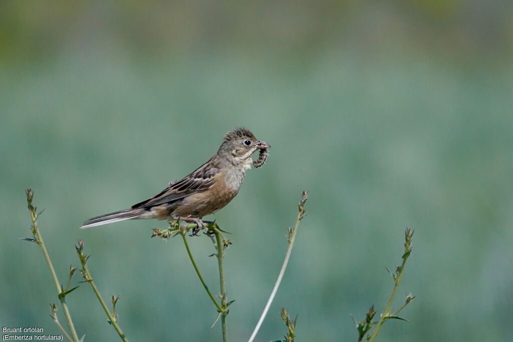 Ortolan Bunting female