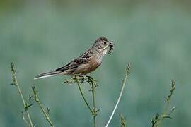 Ortolan Bunting