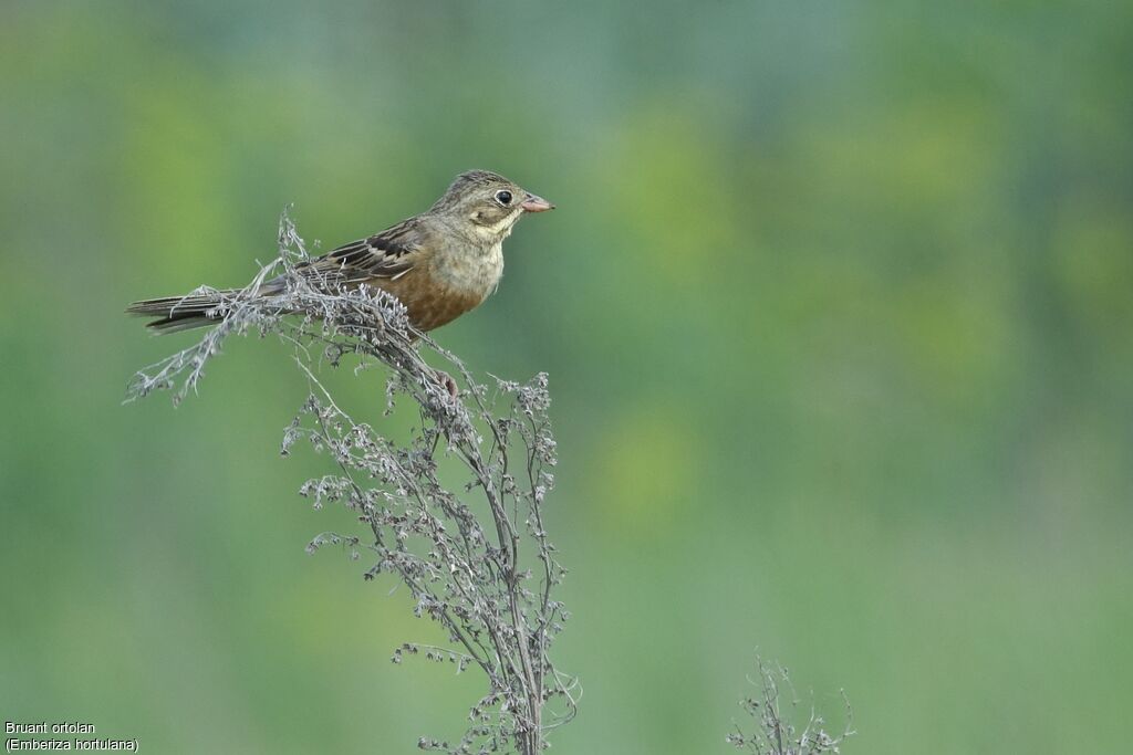 Ortolan Bunting female